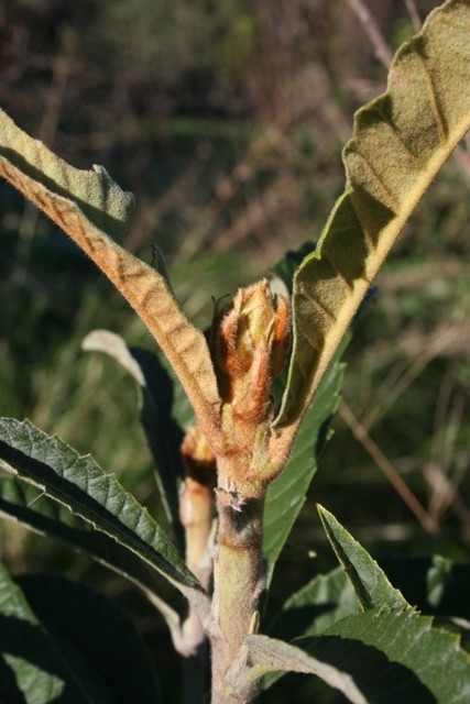 Loquat flower bud